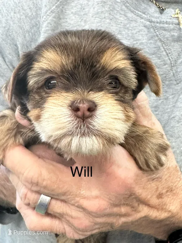 Pending ..Will, a male Yorkshire Terrier for sale in Danielsville, GA – Photo 1 of 3