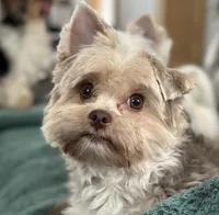 Mindy, a female Yorkshire Terrier for sale in Danielsville, GA – 2 of 4
