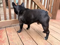 AKC Champion Sired Colby, a male French Bulldog for sale in Danielsville, GA – 1 of 3