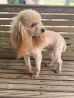 Shasta, a female Poodle - Miniature  for sale in Danielsville, GA – 3 of 3