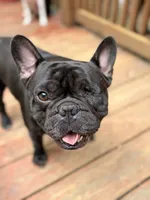 AKC Champion Sired Colby, a male French Bulldog for sale in Danielsville, GA – 6 of 6