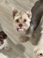 Mindy, a female Yorkshire Terrier for sale in Danielsville, GA – 3 of 4