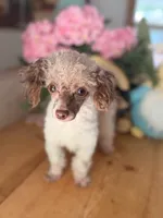 Kane Brown, a male Poodle - Toy  for sale in Danielsville, GA – 3 of 3