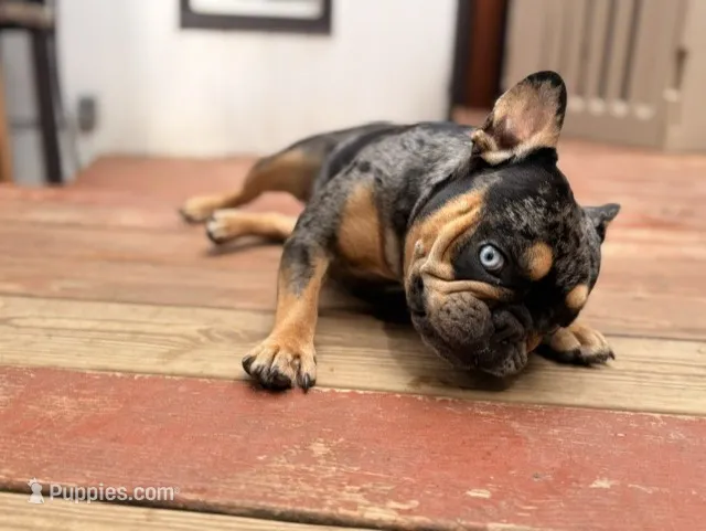Shania – French Bulldog puppy for sale in Danielsville, GA