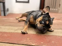 Shania, a female French Bulldog for sale in Danielsville, GA – 1 of 1