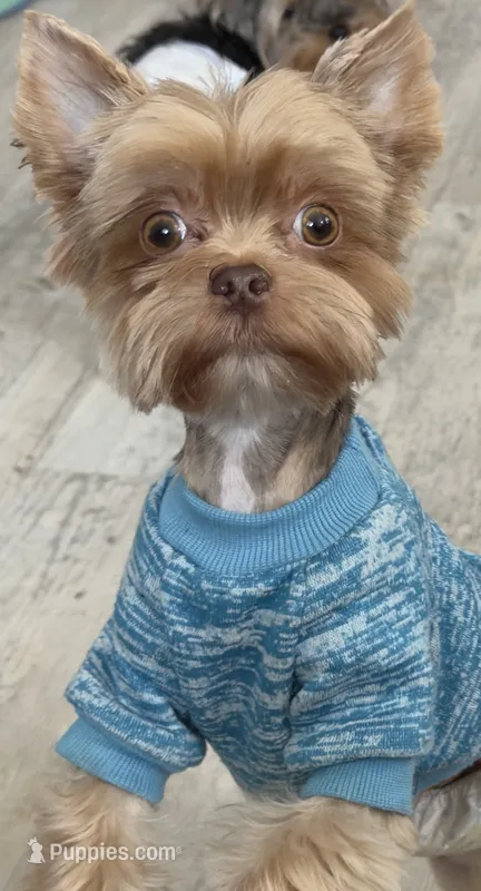 Yogi – Yorkshire Terrier puppy for sale in Danielsville, GA