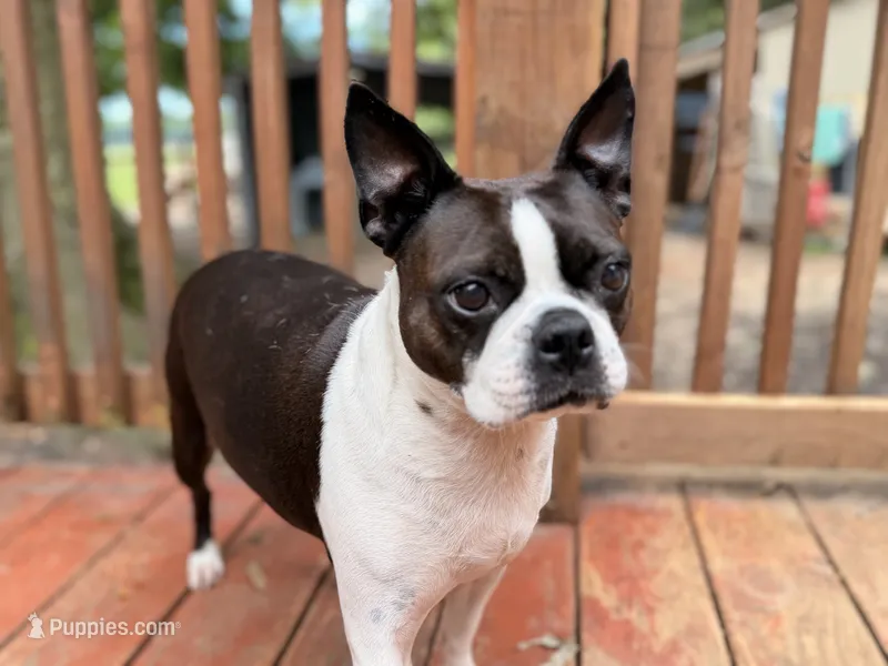 Ellie – Boston Terrier puppy for sale in Danielsville, GA