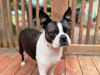 Ellie, a female Boston Terrier for sale in Danielsville, GA – 5 of 6