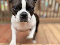Ellie, a female Boston Terrier for sale in Danielsville, GA – 6 of 6
