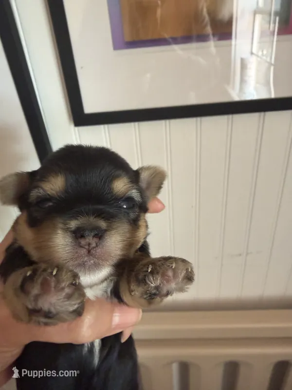Charm – Yorkshire Terrier puppy for sale in Danielsville, GA