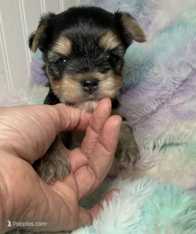 Charm – Yorkshire Terrier puppy for sale in Danielsville, GA