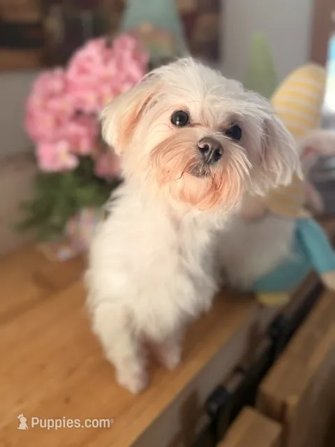 Anna Belle Grace – Maltese puppy for sale in Danielsville, GA