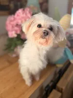 Anna Belle Grace, a female Maltese for sale in Danielsville, GA – 1 of 2