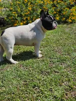 AKC Champion Sired Colby, a male French Bulldog for sale in Danielsville, GA – 4 of 6