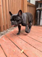 AKC Champion Sired Colby, a male French Bulldog for sale in Danielsville, GA – 2 of 3