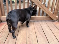 AKC Champion Sired Colby, a male French Bulldog for sale in Danielsville, GA – 3 of 3