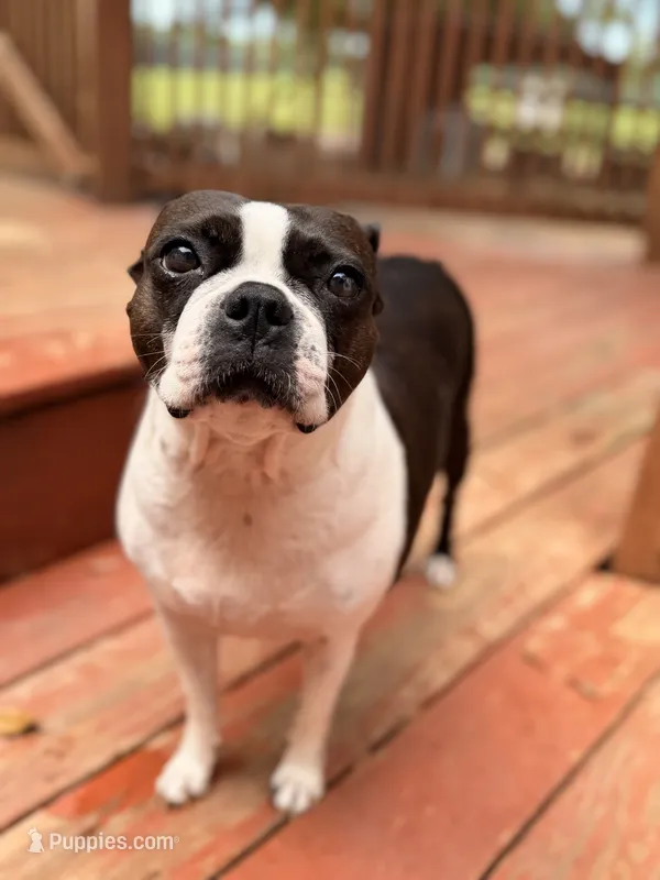 Ellie – Boston Terrier puppy for sale in Danielsville, GA