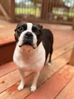 Ellie, a female Boston Terrier for sale in Danielsville, GA – 1 of 6