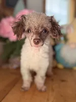 Kane Brown, a male Poodle - Toy  for sale in Danielsville, GA – 2 of 3