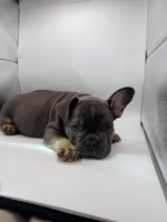 Pua, a male French Bulldog for sale in Grand Haven, MI – 4 of 5