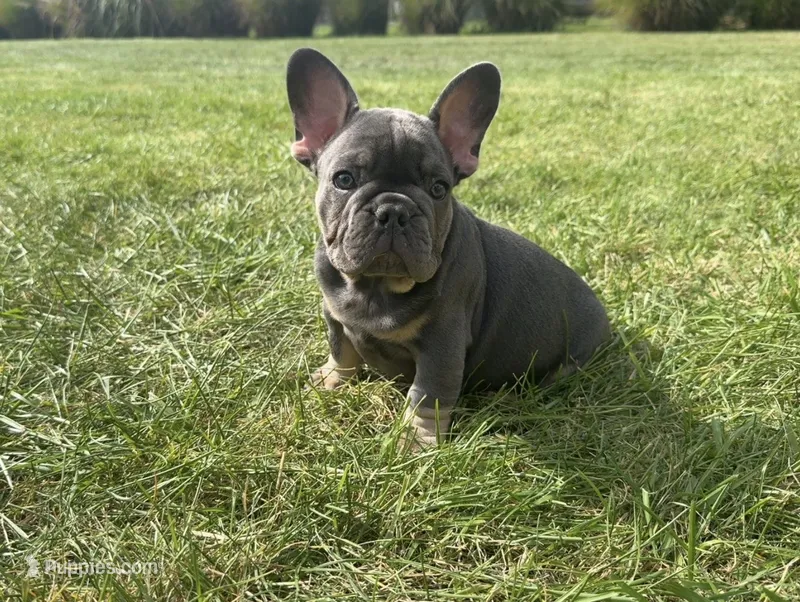 Pua – French Bulldog puppy for sale in Grand Haven, MI