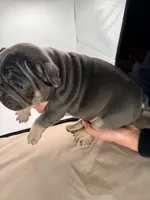 Pua, a male French Bulldog for sale in Grand Haven, MI – 3 of 5