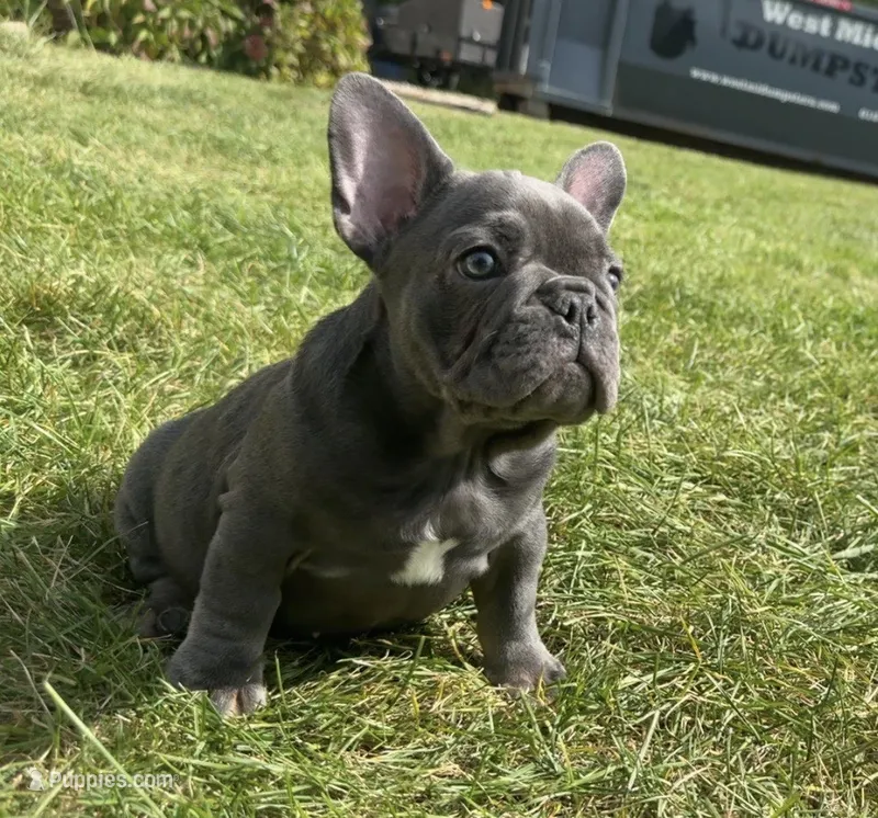 Peppa – French Bulldog puppy for sale in Grand Haven, MI