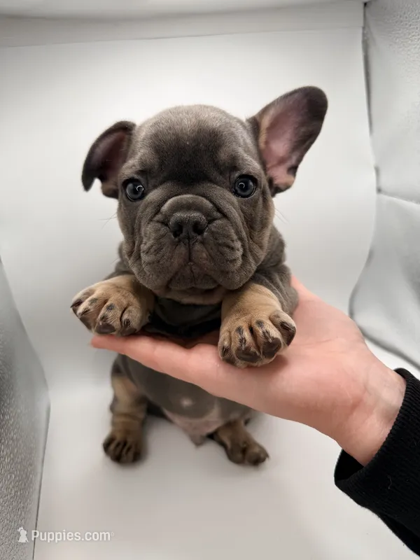 Pua – French Bulldog puppy for sale in Grand Haven, MI