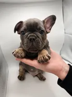 Pua, a male French Bulldog for sale in Grand Haven, MI – 1 of 5