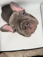 Peppa, a female French Bulldog for sale in Grand Haven, MI – 2 of 5