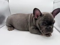 Peppa, a female French Bulldog for sale in Grand Haven, MI – 4 of 5