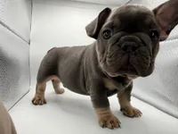 Pua, a male French Bulldog for sale in Grand Haven, MI – 2 of 5