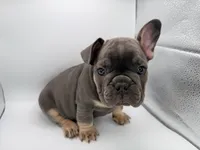 Pua, a male French Bulldog for sale in Grand Haven, MI – 5 of 5