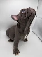 Peppa, a female French Bulldog for sale in Grand Haven, MI – 3 of 5