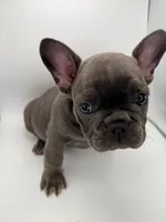 Peppa, a female French Bulldog for sale in Grand Haven, MI – 5 of 5