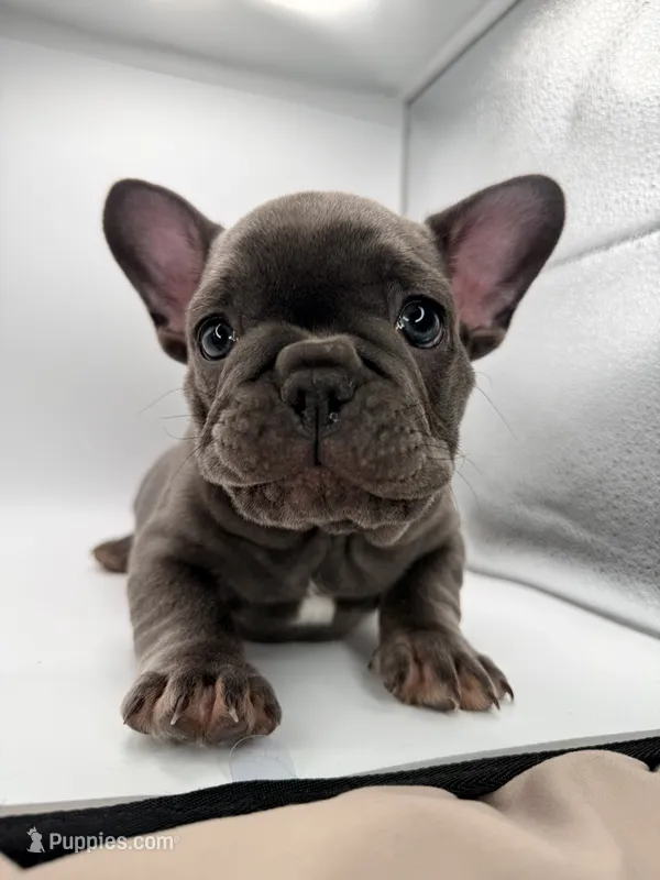 Peppa – French Bulldog puppy for sale in Grand Haven, MI