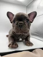 Peppa, a female French Bulldog for sale in Grand Haven, MI – 1 of 5