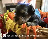 Mickey, a male Yorkshire Terrier and Biewer for sale in Orange, VA – 1 of 3