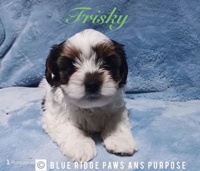 Frisky – Yorkshire Terrier, Biewer puppy for sale in Orange, VA