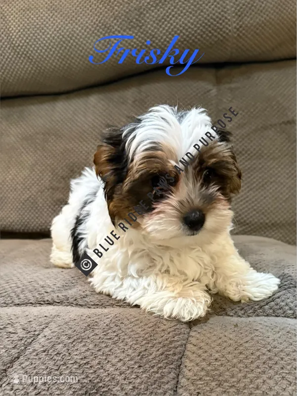 Frisky – Yorkshire Terrier, Biewer puppy for sale in Orange, VA