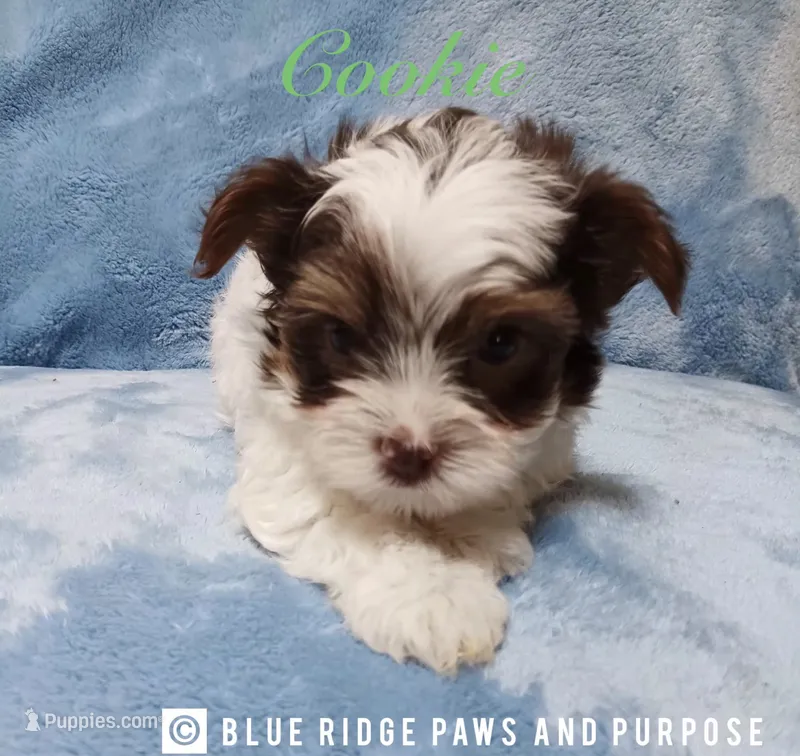 Cookie – Yorkshire Terrier, Biewer puppy for sale in Orange, VA