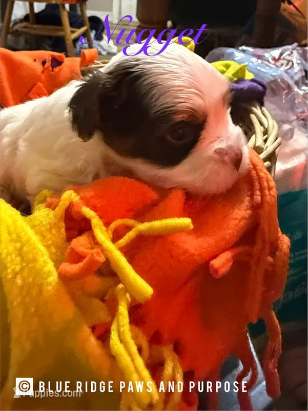 Nugget – Yorkshire Terrier, Biewer puppy for sale in Orange, VA