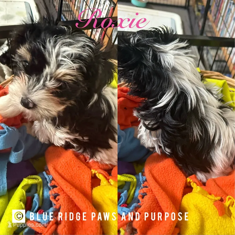 Roxie – Yorkshire Terrier, Biewer puppy for sale in Orange, VA