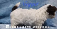 Nugget, a male Yorkshire Terrier and Biewer for sale in Orange, VA – 3 of 5