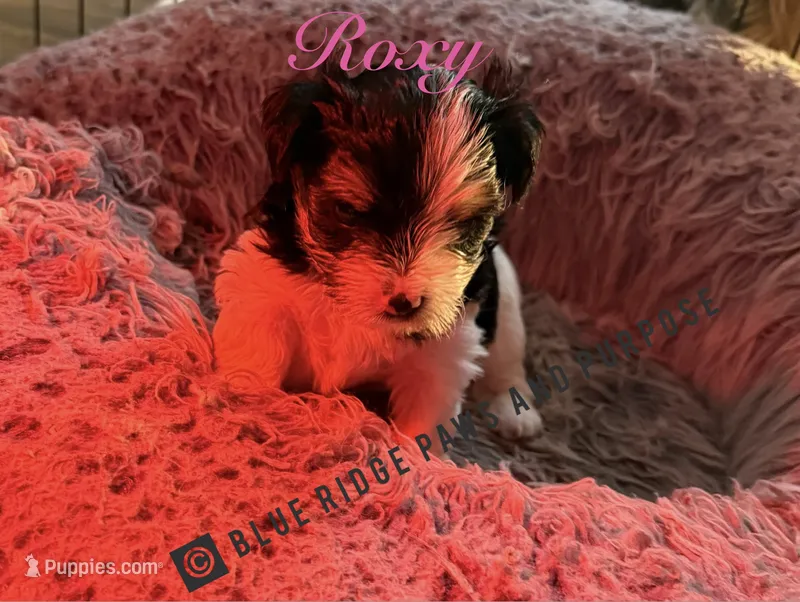 Roxie – Yorkshire Terrier, Biewer puppy for sale in Orange, VA