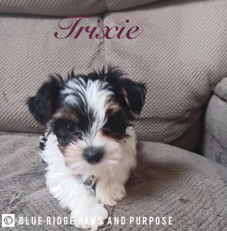 Trixie – Yorkshire Terrier, Biewer puppy for sale in Orange, VA