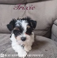 Trixie, a female Yorkshire Terrier and Biewer for sale in Orange, VA – 3 of 6
