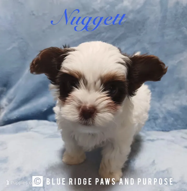 Nugget – Yorkshire Terrier, Biewer puppy for sale in Orange, VA