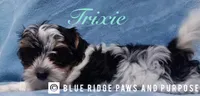 Trixie, a female Yorkshire Terrier and Biewer for sale in Orange, VA – 2 of 6