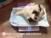 Cookie, a male Yorkshire Terrier and Biewer for sale in Orange, VA – 2 of 2